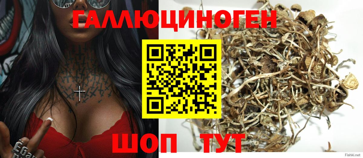 Галлюциногенные грибы GOLDEN TEACHER  Вход с VPN  что такое наркотик  Крымск  Псилоцибиновые грибы Psilocybe 